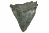Bargain, Fossil Megalodon Tooth - Serrated Edge #370023-1